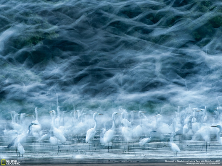 Wyróżnienie w kat. Natura 

"Flying Egrets", fot. Réka Zsirmon/National Geographic Photo Contest